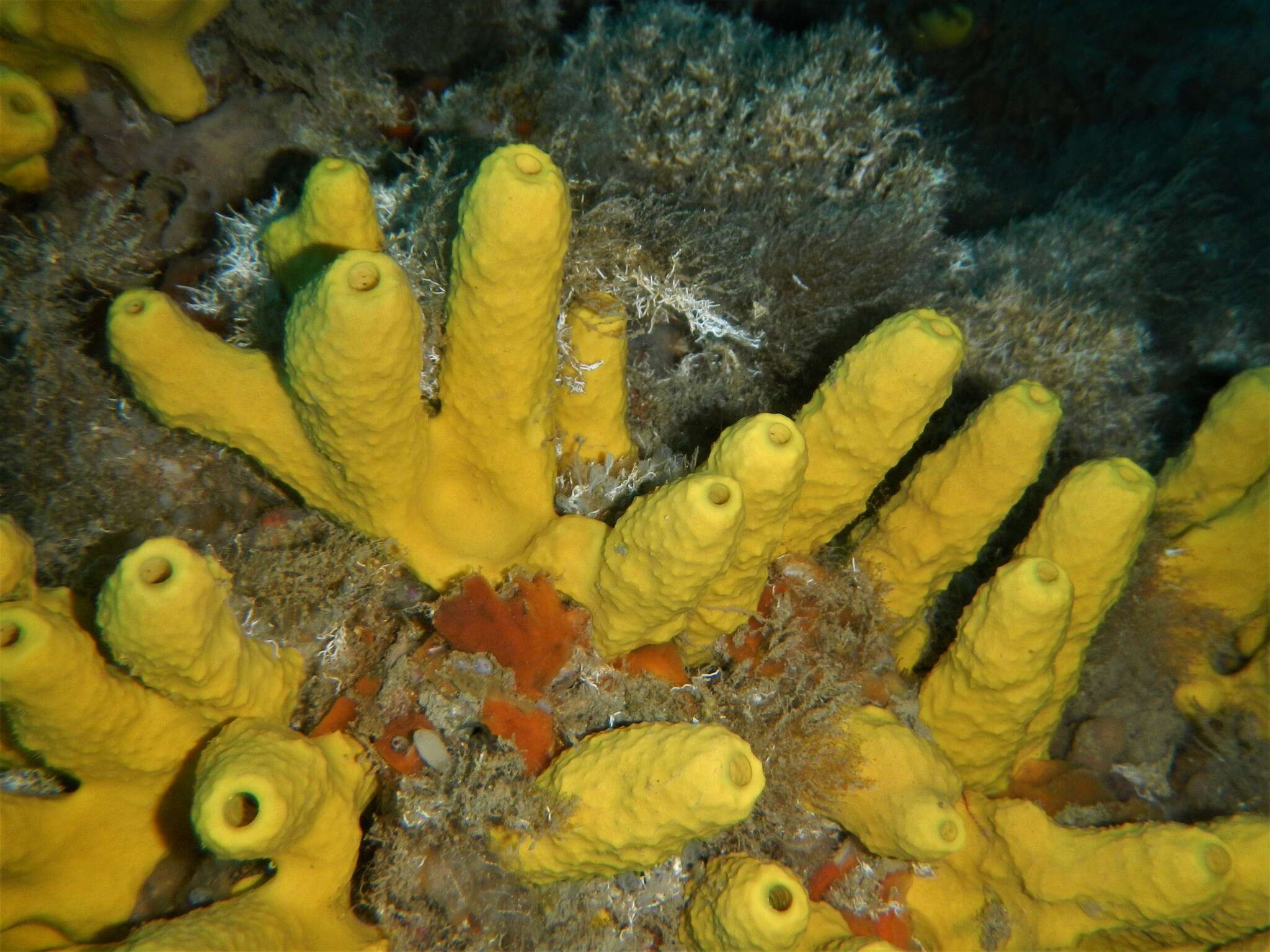 Image of yellow cave-sponge