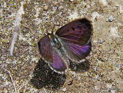 Image de Lycaena boldenarum White 1862