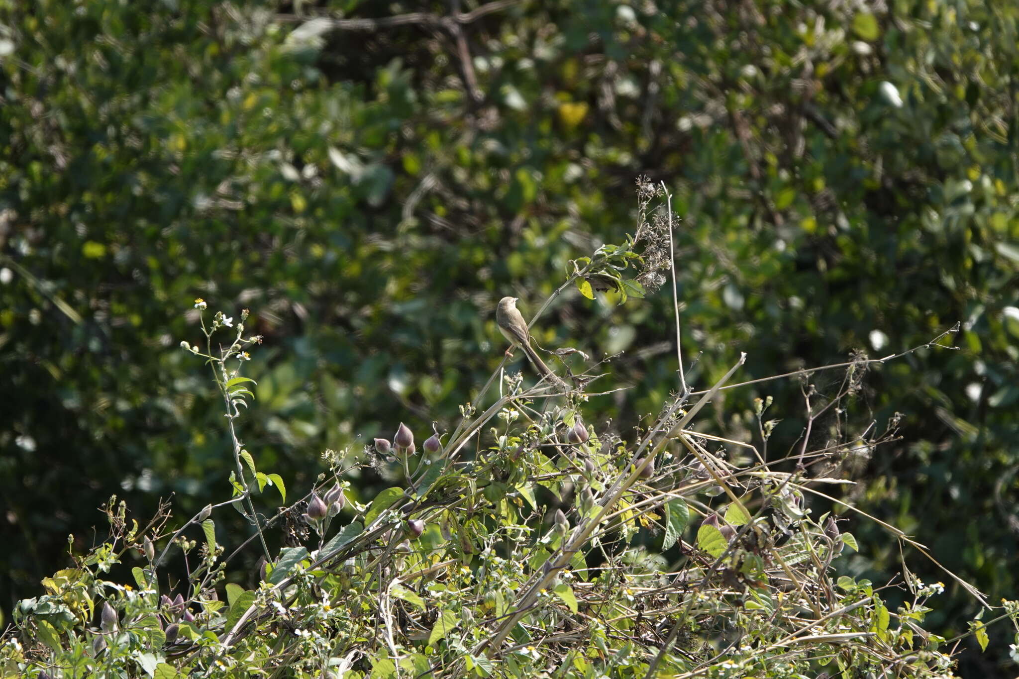 Plancia ëd Prinia inornata flavirostris (Swinhoe 1863)