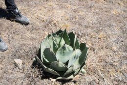 Image of Agave shrevei subsp. shrevei