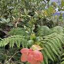 Image of Leather-Leaf Eelvine