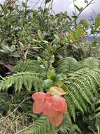 Symphysia racemosa (Vahl) Stearn resmi