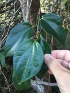 Image of Australian pepper