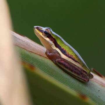 Image of Green Reed Frog