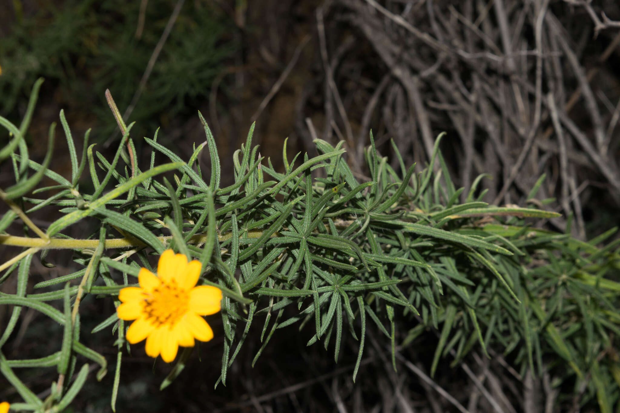 Слика од Aldama linearis (Cav.) E. E. Schill. & Panero