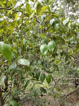 صورة Rhodamnia acuminata C. T. White