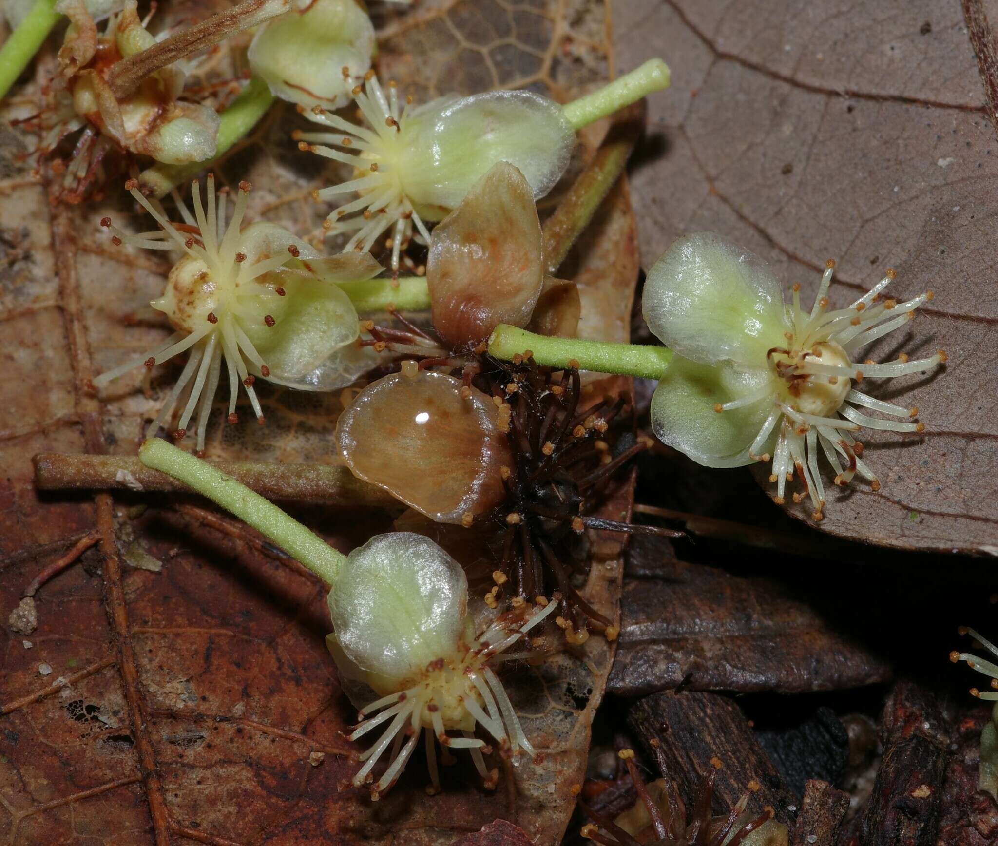 Image of Lemon Drop Mangosteen