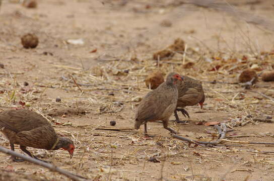 Image of Swainson's Spurfowl