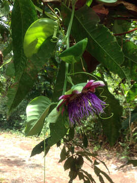 Imagem de Passiflora quadrangularis L.