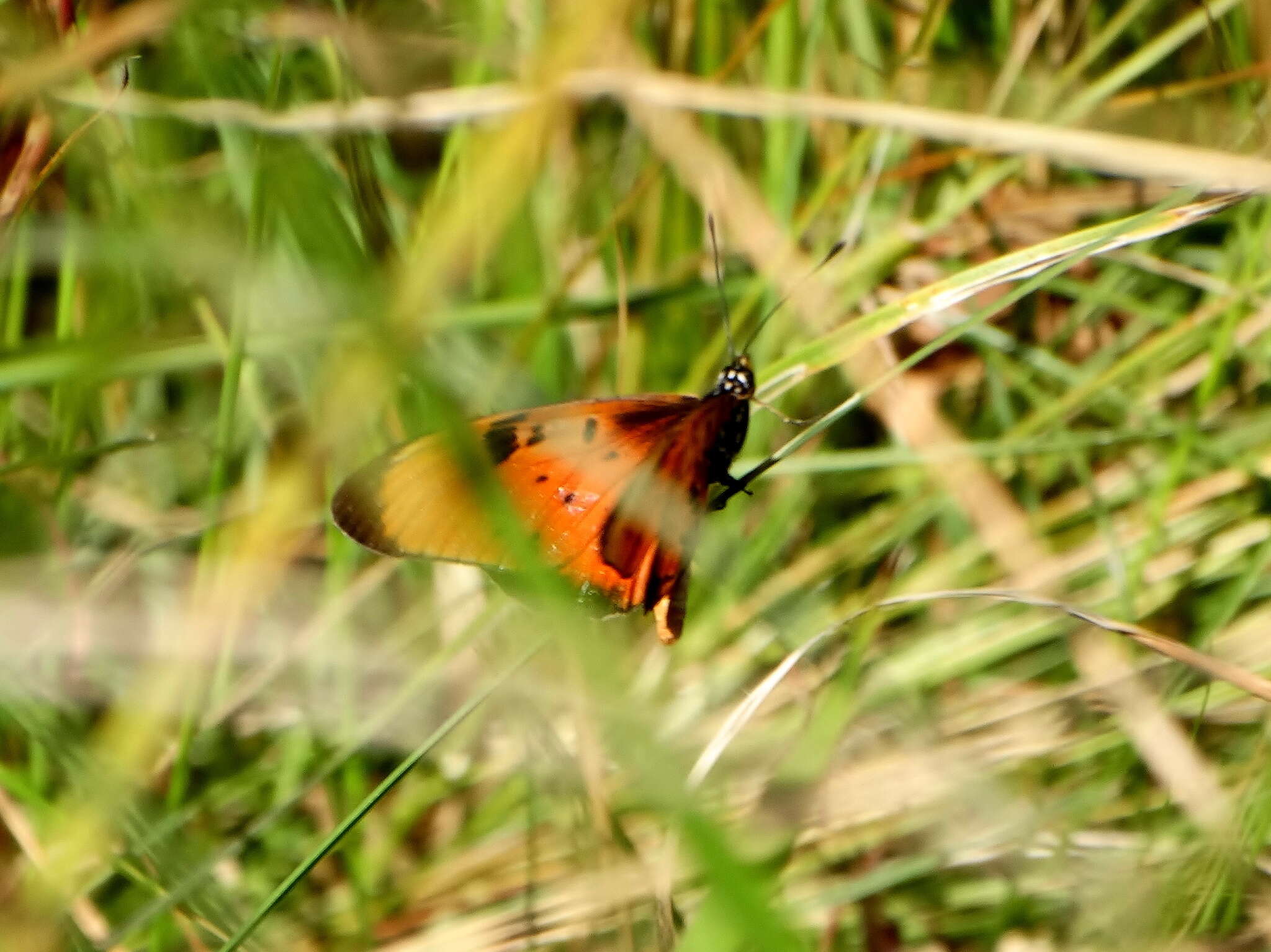 Слика од Acraea natalica Boisduval 1847