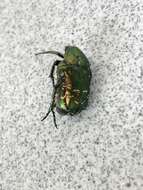 Image of Scarab beetle