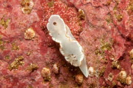 Image of Glossodoris angasi Rudman 1986