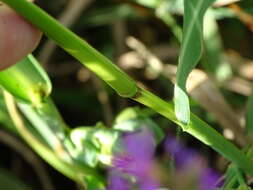 Echinochloa muricata (P. Beauv.) Fernald resmi