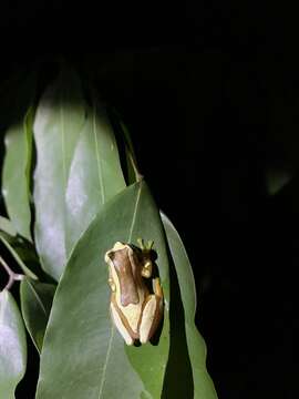 Image of Dendropsophus elegans (Wied-Neuwied 1824)