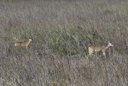 Image of Odocoileus virginianus seminolus Goldman & Kellogg 1940