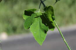 Image of Schizocarpum