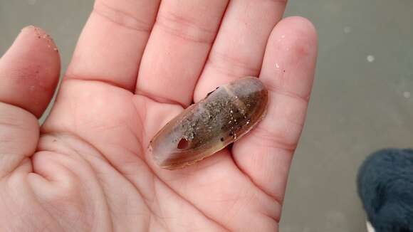 Image of Atlantic razor clam