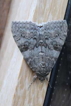 Image of red underwing