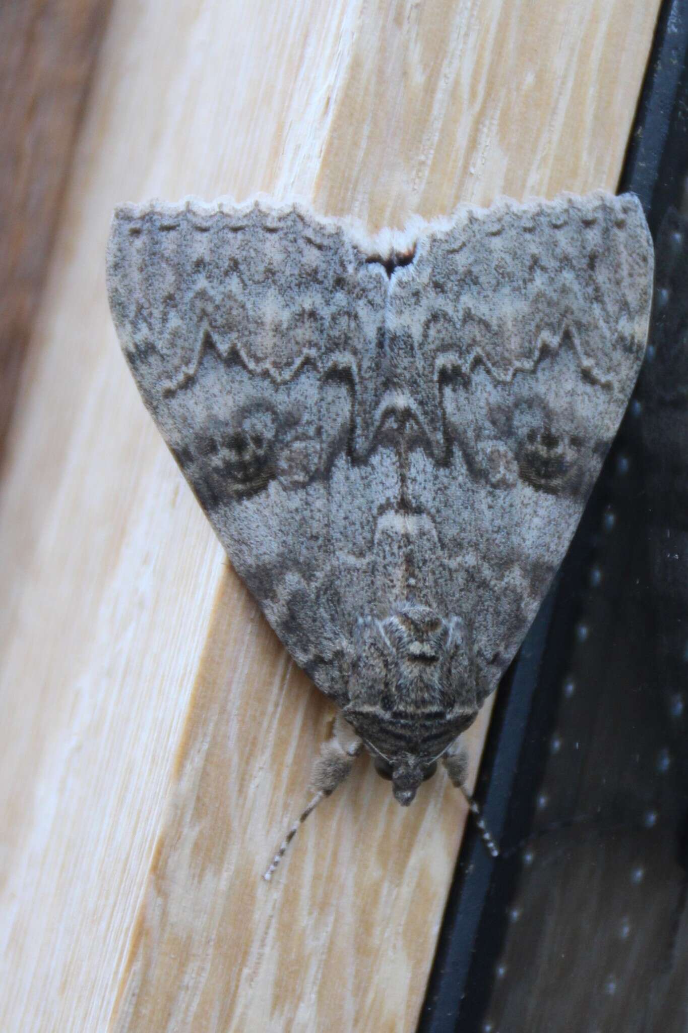 Image of red underwing