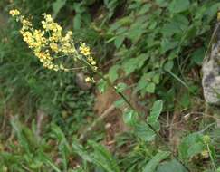 Image of nettle-leaf mullein