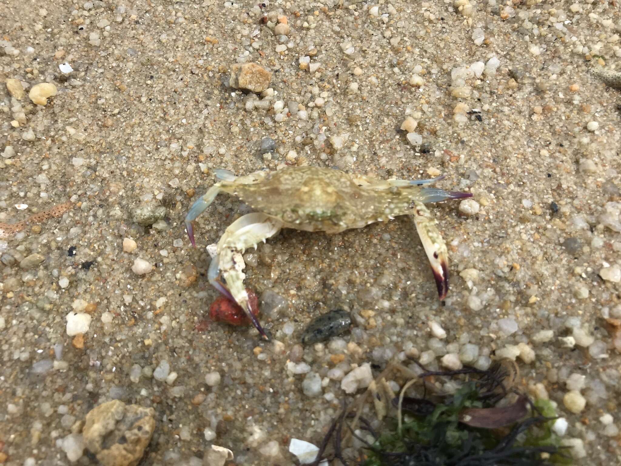 Image of Pacific blue swimming crab