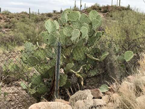 Plancia ëd Opuntia engelmannii var. engelmannii