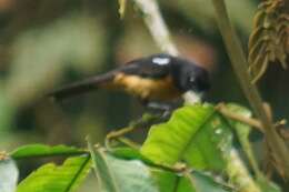 Image of Yellow-crested Tanager