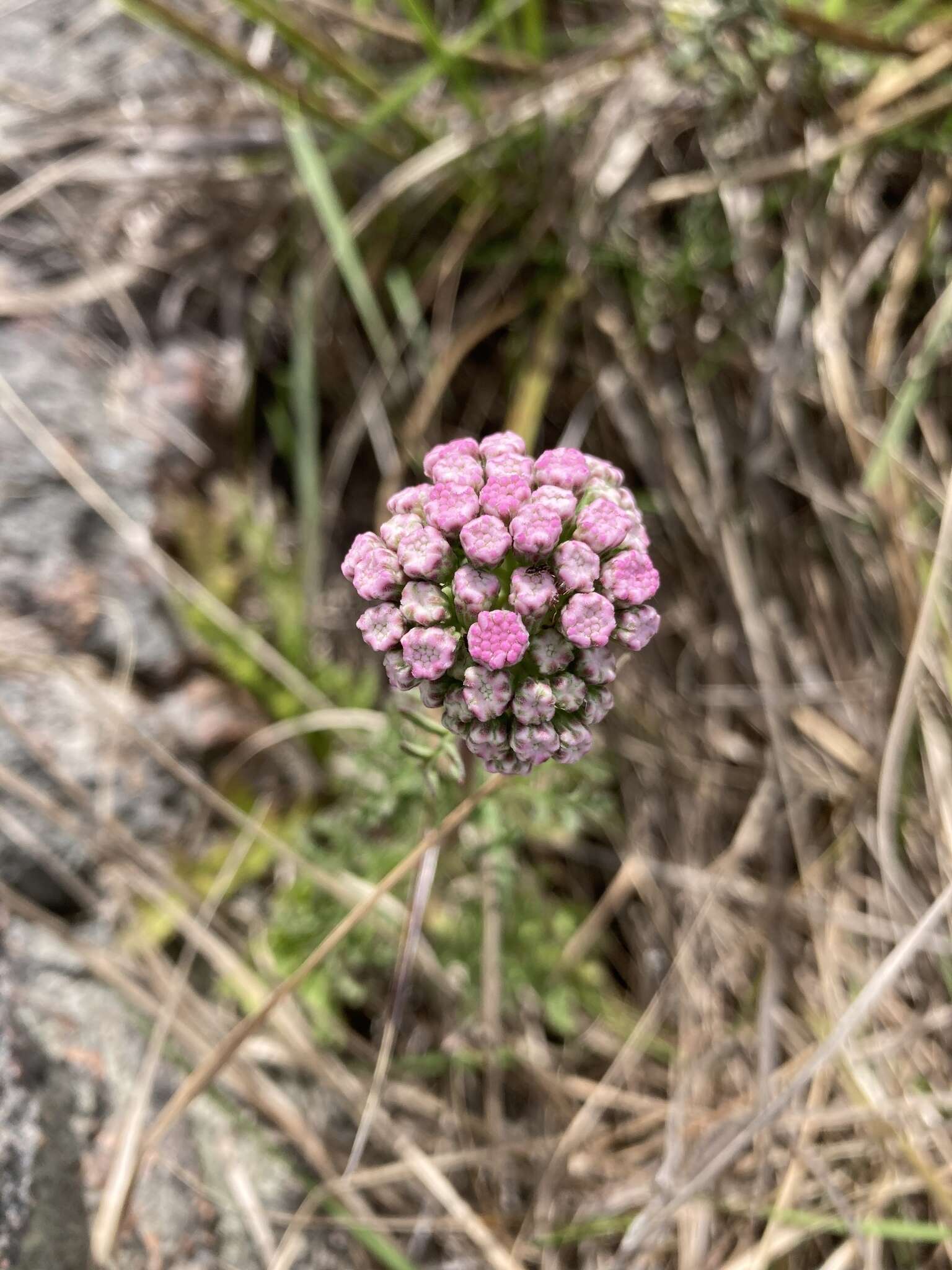 Gyptis tanacetifolia (Gillies ex Hook. & Arn.) D. J. N. Hind & Flann的圖片