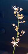 صورة Wahlenbergia abyssinica (Hochst. ex A. Rich.) Thulin