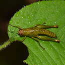Image of Acridophaea pepinoana Descamps 1979