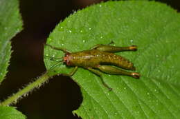 Image of Acridophaea pepinoana Descamps 1979