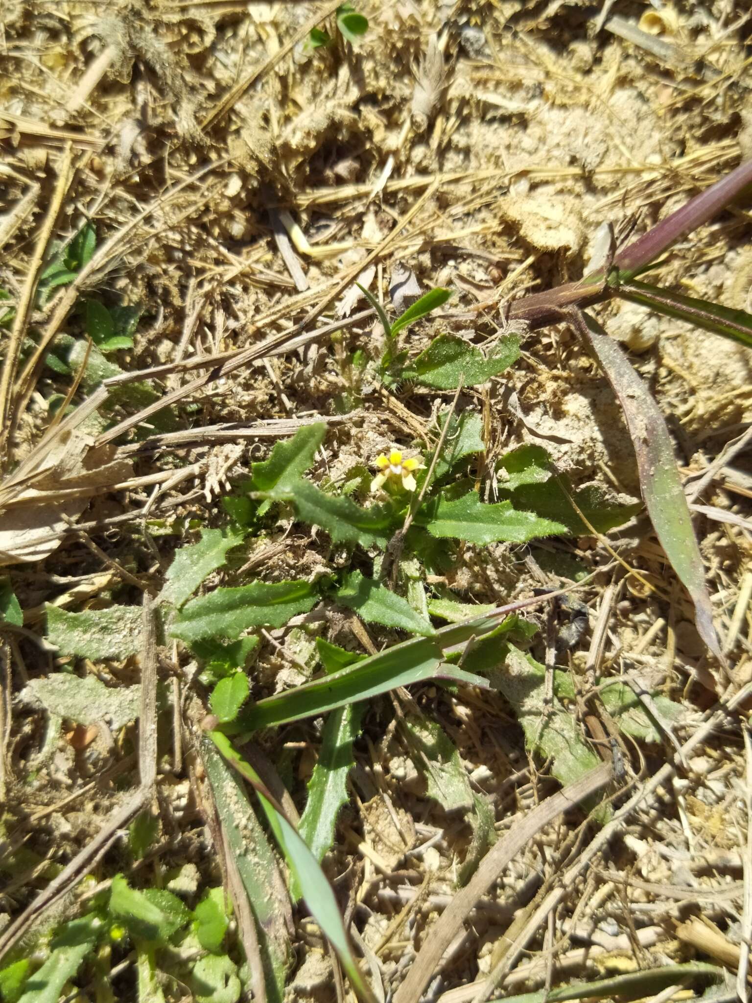 Слика од Goodenia pilosa (R. Br.) R. Carolin