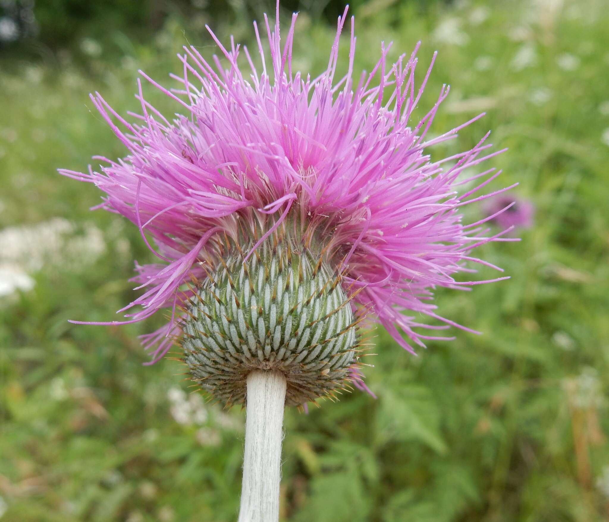 Image of Texas thistle