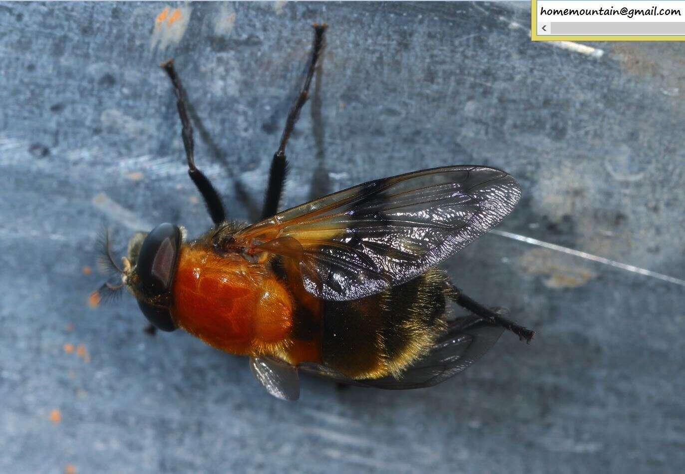 Image of Volucella jeddona Bigot 1875