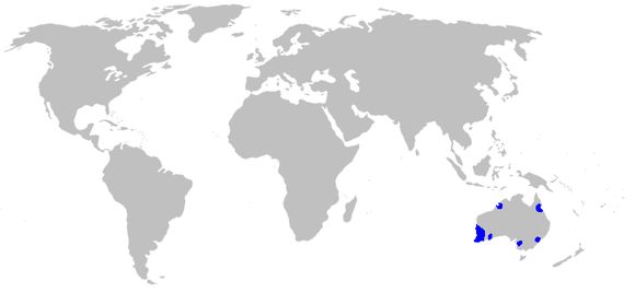 Image of Boryaceae