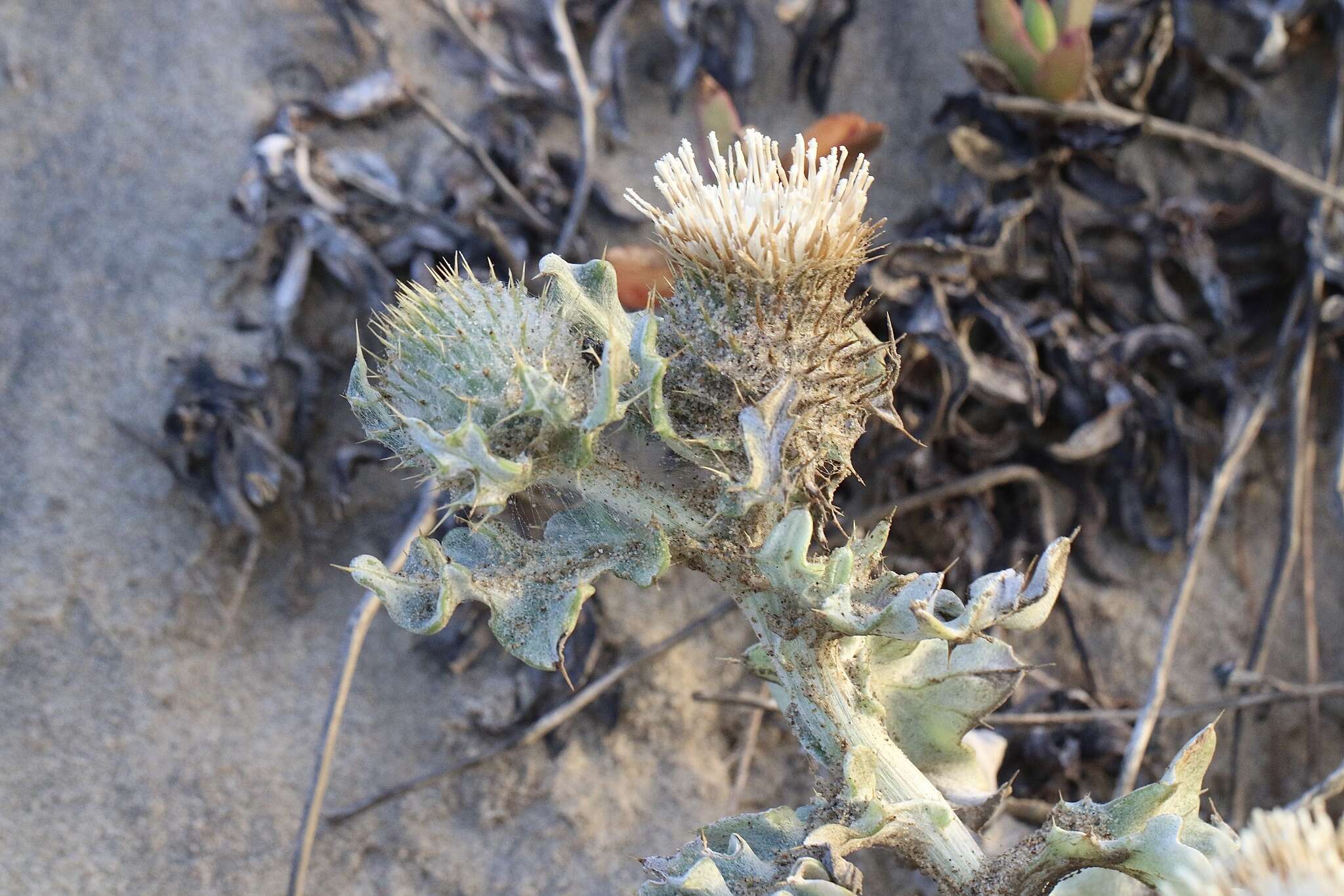 Cirsium rhothophilum Blake的圖片