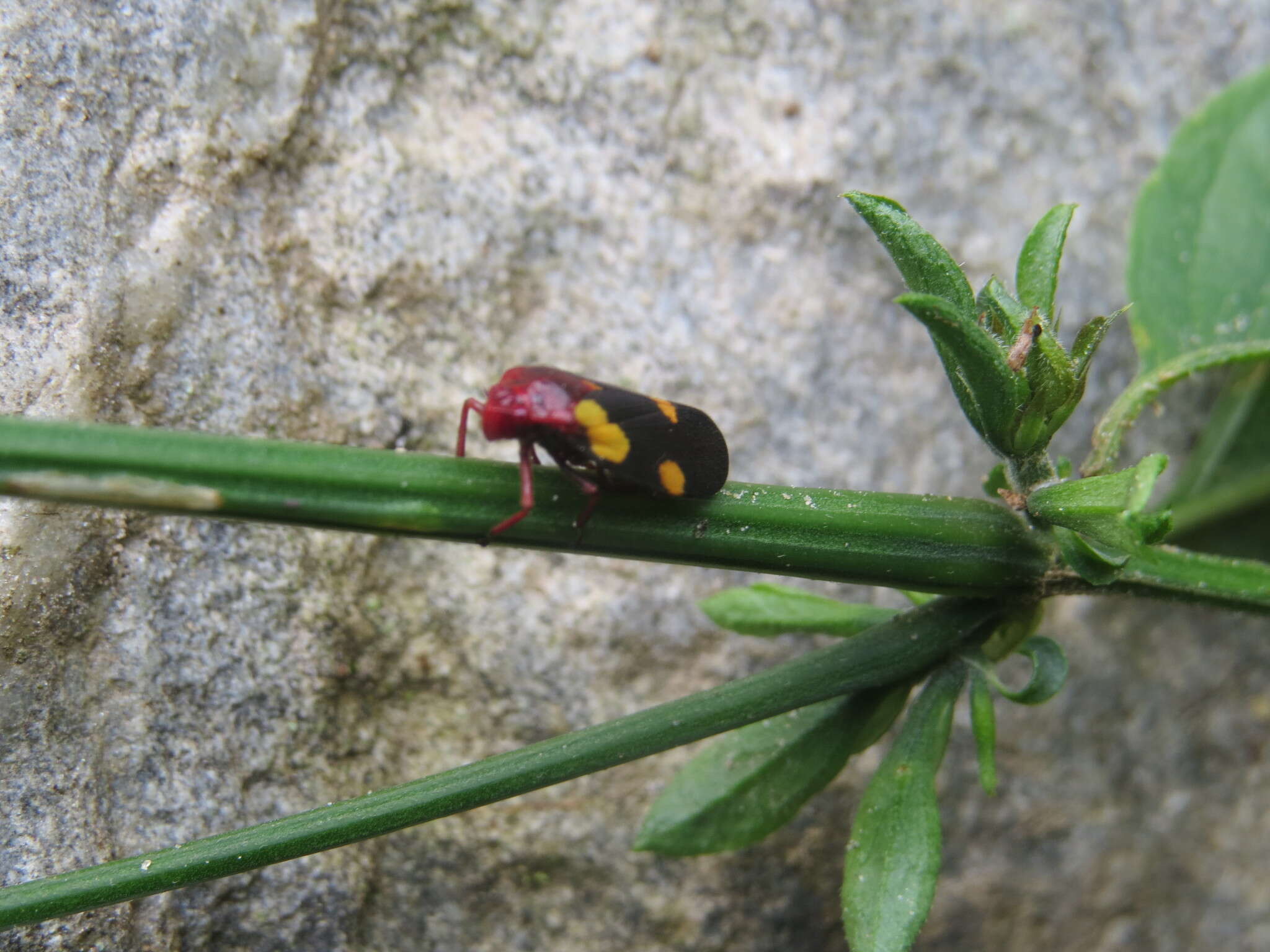 Image of Sphenorhina limbata (Lallemand 1927)