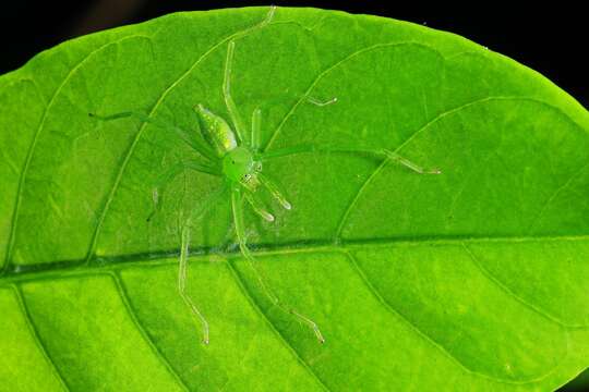 Слика од Gnathopalystes taiwanensis Zhu & Tso 2006