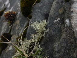 Image of <i>Ramalina scoparia</i> Vain.