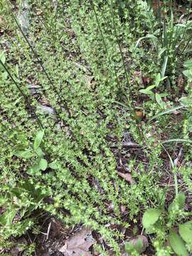 Image of southwestern bedstraw