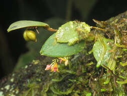 Imagem de Lepanthes eros Luer & R. Escobar