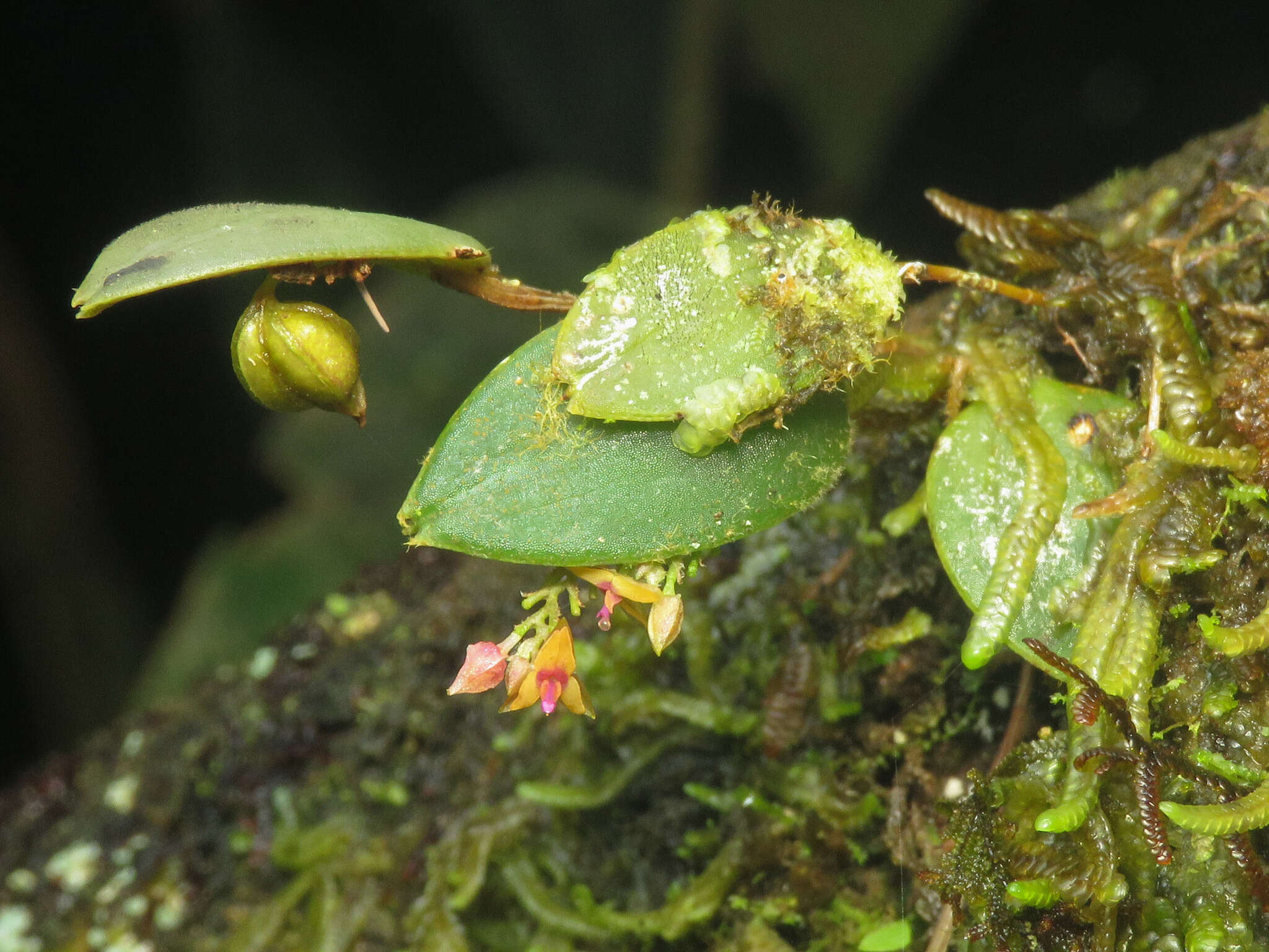 Image of Lepanthes eros Luer & R. Escobar