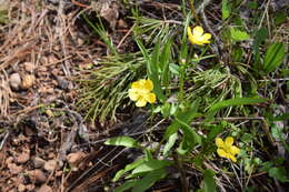 Image of <i>Ranunculus <i>alismifolius</i></i> var. alismifolius