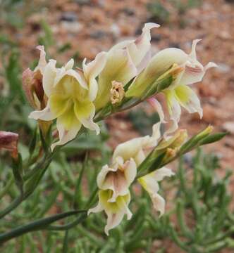 Image of Gladiolus scullyi Baker