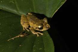 Image of Pristimantis librarius (Flores & Vigle 1994)