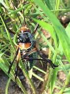 Image of Long-legged Armoured Katydid