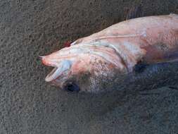 Image of Red codling