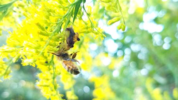 Image of Pennsylvania Ambush Bug