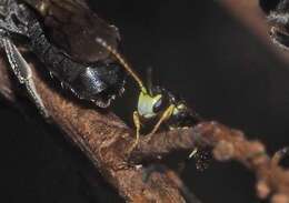 Imagem de Hylaeus ofarrelli Michener 1965