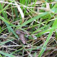 Image of Iberian Painted Frog